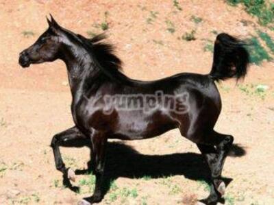 El caballo